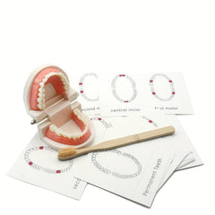 Montessori Tooth Model for Early Learning & Kindergarten