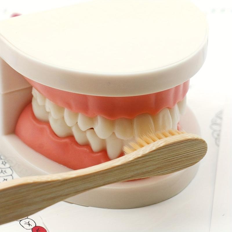 Montessori Tooth Model for Early Learning & Kindergarten