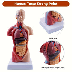 Durable PVC Anatomical Organ Model for Medical Students Educational Study