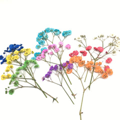10 Pcs Natural Gypsophila Bouquet for Decor & Photography