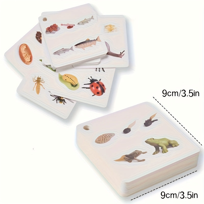Educational Animal & Plant Life Cycle Deck - Kids Learning