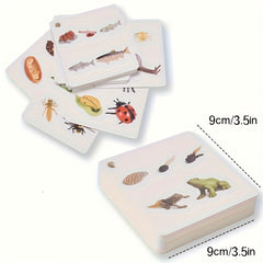 Educational Animal & Plant Life Cycle Deck - Kids Learning