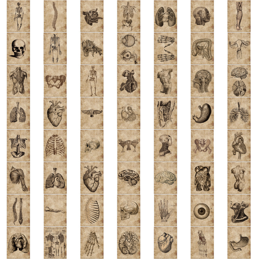 Classic Anatomy And Physiology Body Structure PVC Stickers