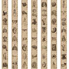 Classic Anatomy And Physiology Body Structure PVC Stickers