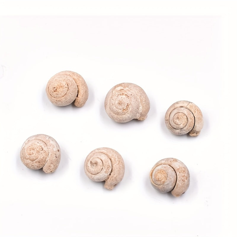 Ancient Marine Snail Specimen for Science Teaching
