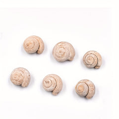Ancient Marine Snail Specimen for Science Teaching