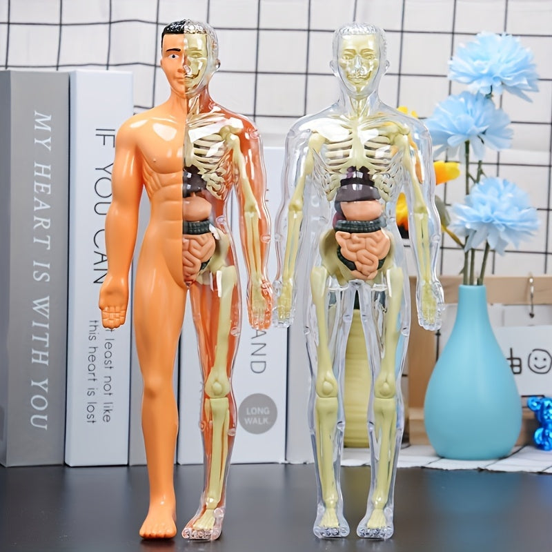 30pcs Human Anatomy Model Set Educational Science Tool Detachable Skeletons