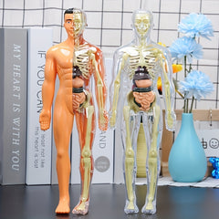 30pcs Human Anatomy Model Set Educational Science Tool Detachable Skeletons