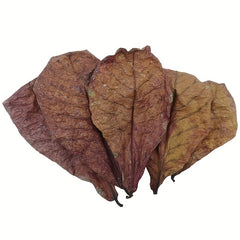 Water Improving Terminalia and Lagoon Leaves