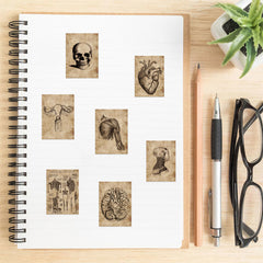 Classic Anatomy And Physiology Body Structure PVC Stickers