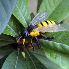 4 Pcs Realistic Bee Figurines Learning Set for Kids Ages 3-8