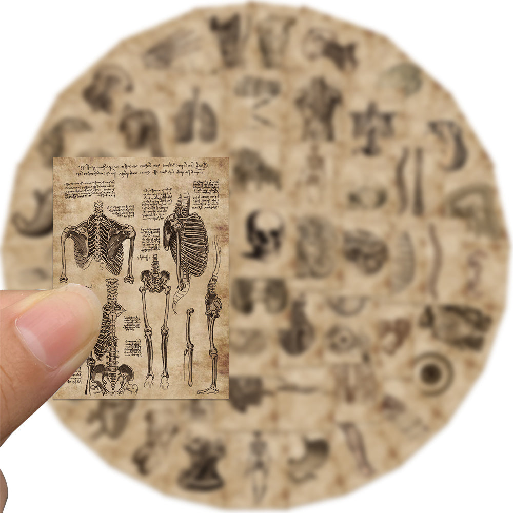 Classic Anatomy And Physiology Body Structure PVC Stickers