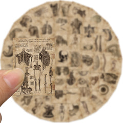 Classic Anatomy And Physiology Body Structure PVC Stickers