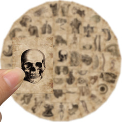 Classic Anatomy And Physiology Body Structure PVC Stickers