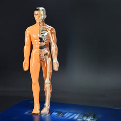 30pcs Human Anatomy Model Set Educational Science Tool Detachable Skeletons