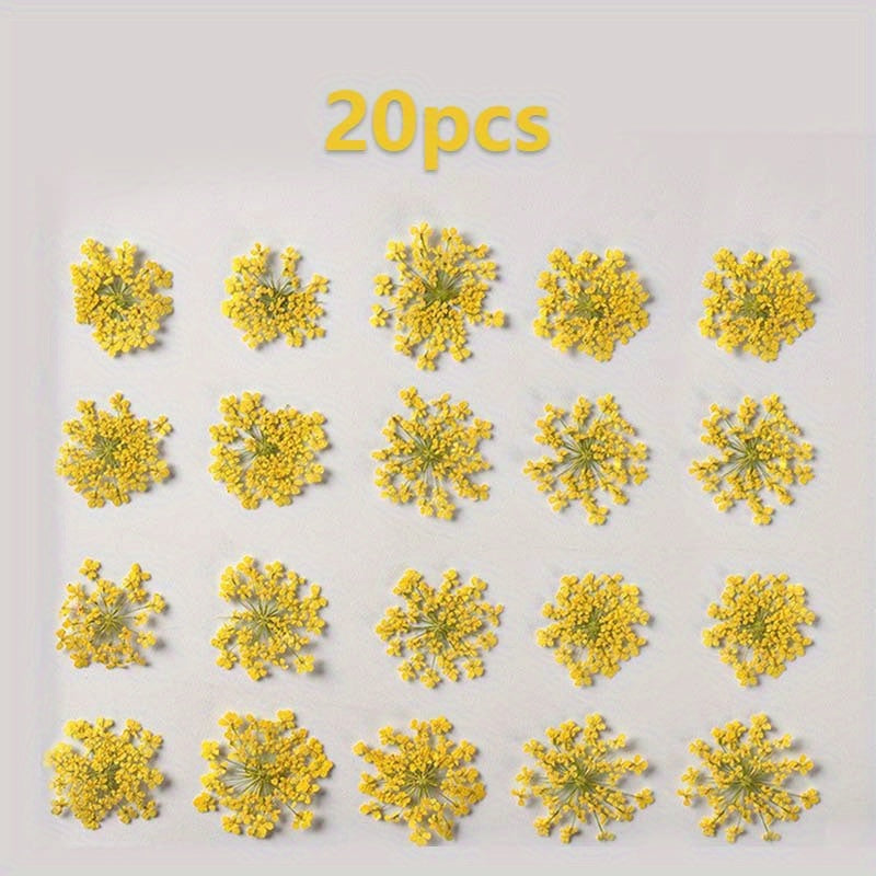 20pcs Natural Snowflake Dry Flower Embossing DIY Decorations