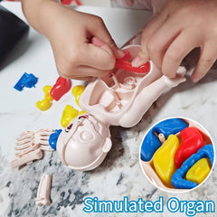 Montessori 3D Puzzle Human Body Anatomy Model Educational Learning Toy