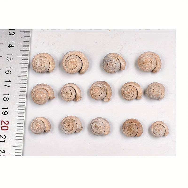 Ancient Marine Snail Specimen for Science Teaching