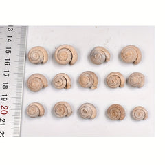 Ancient Marine Snail Specimen for Science Teaching