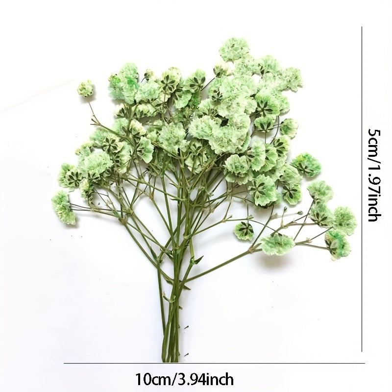 10 Pcs Natural Gypsophila Bouquet for Decor & Photography