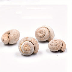 Ancient Marine Snail Specimen for Science Teaching