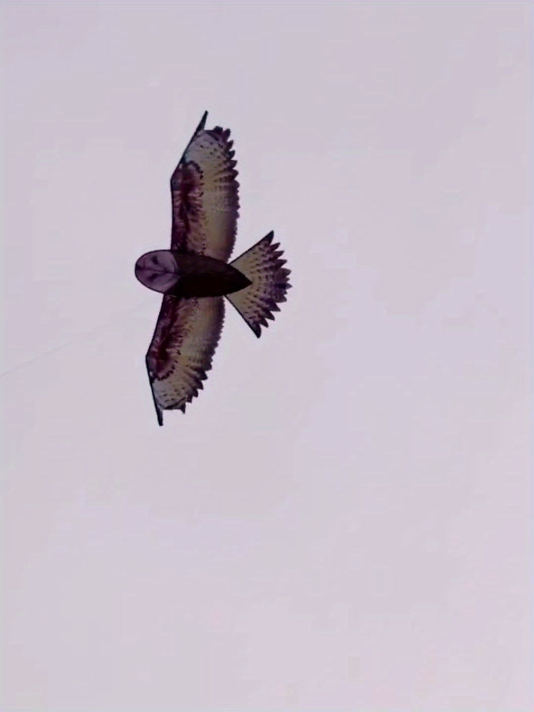 Brown Owl Kite With D handle And Flying Lines