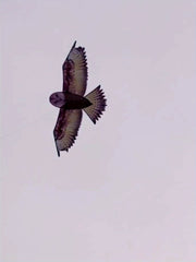 Brown Owl Kite With D handle And Flying Lines