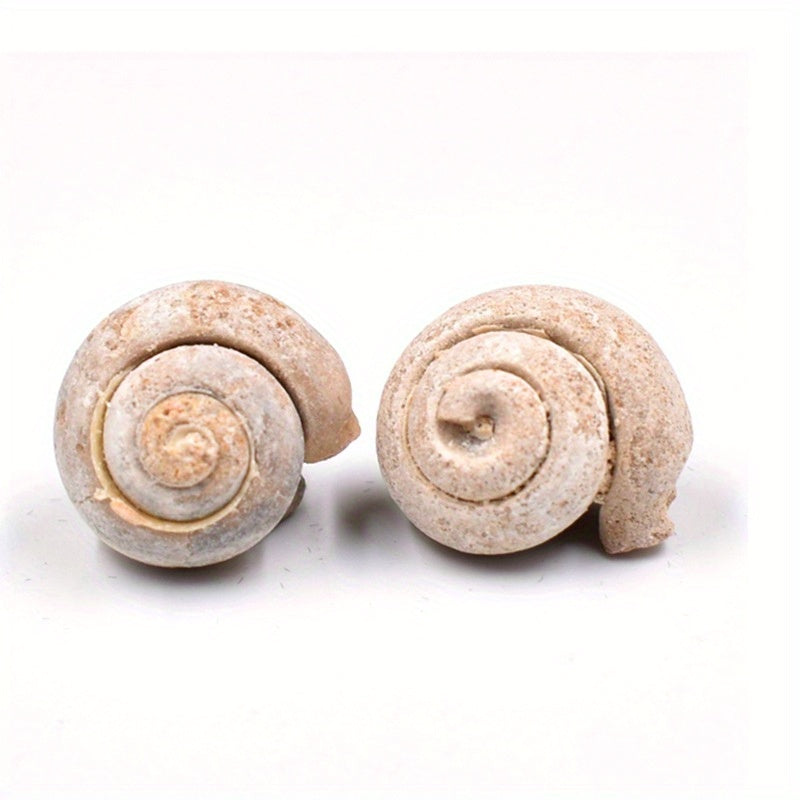 Ancient Marine Snail Specimen for Science Teaching
