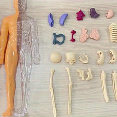 30pcs Human Anatomy Model Set Educational Science Tool Detachable Skeletons