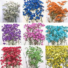 10 Pcs Natural Gypsophila Bouquet for Decor & Photography