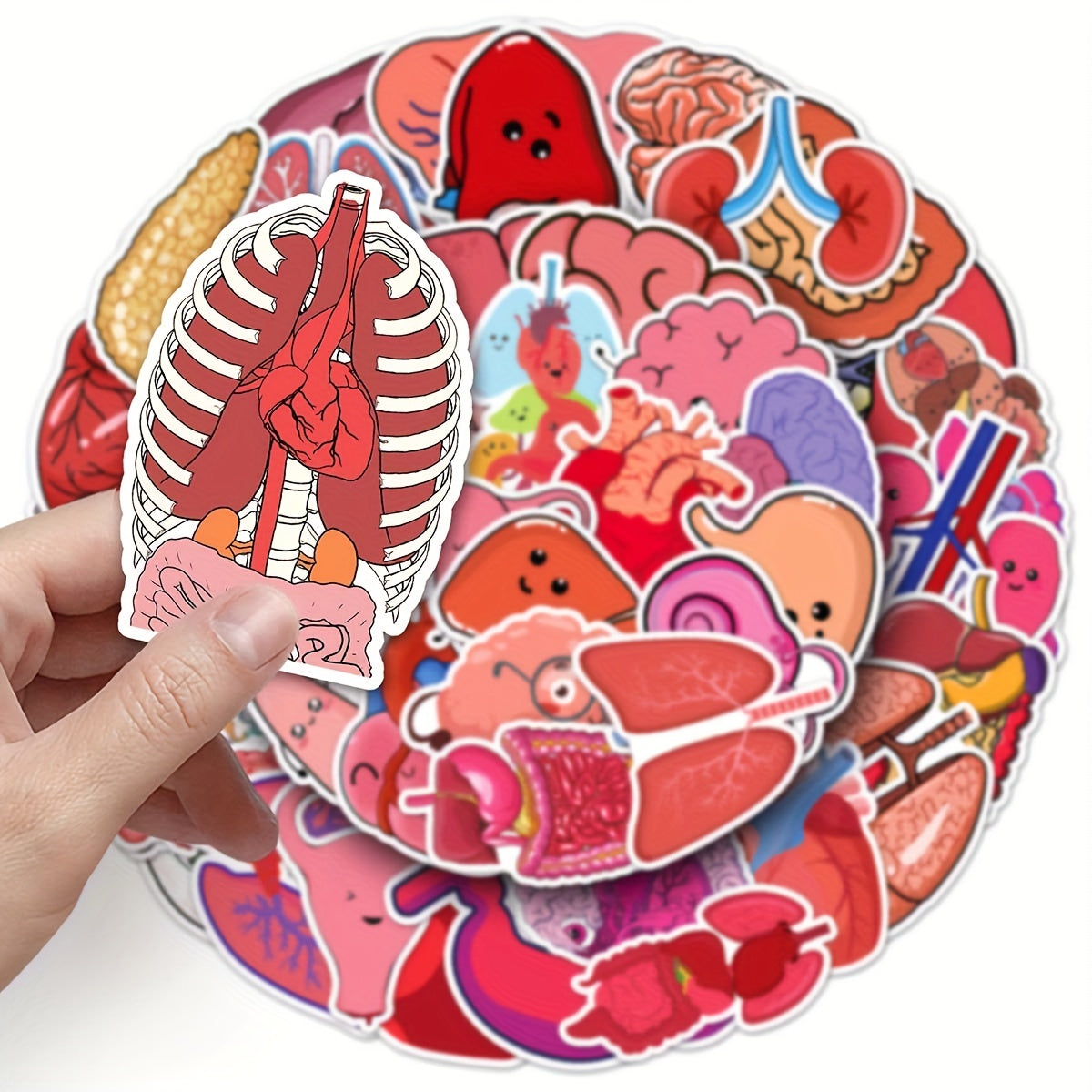 50pcs Human Biology Stickers Waterproof Scrapbook Laptop Skateboard
