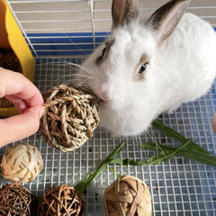 Safe Chew Toys for Small Animals - Hamsters, Guinea Pigs, Chinchillas
